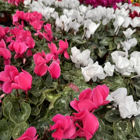 Rows of vibrant pink, white, and purple cyclamen flowers with lush green leaves in a garden center.