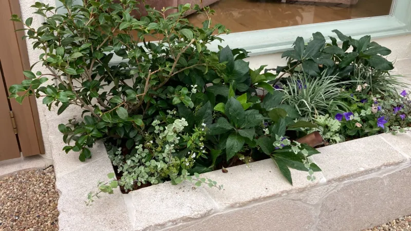 Stone planter box with mixed green plants and small purple flowers outside a window on gravel ground.