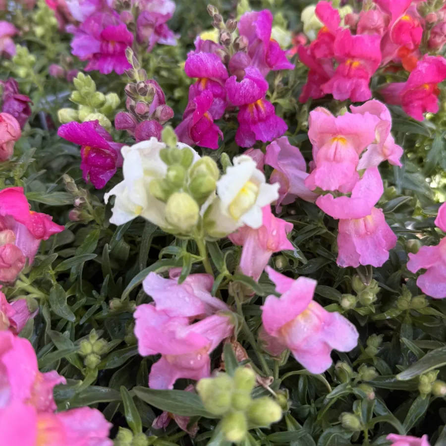 Close-up of vibrant pink, purple, and white snapdragon flowers with fresh green leaves and water droplets.