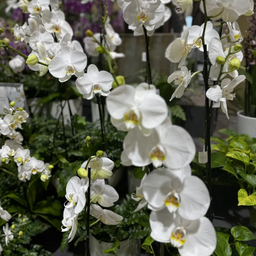 Close-up of white orchids with green leaves and purple flowers blurred in the background in a garden setting