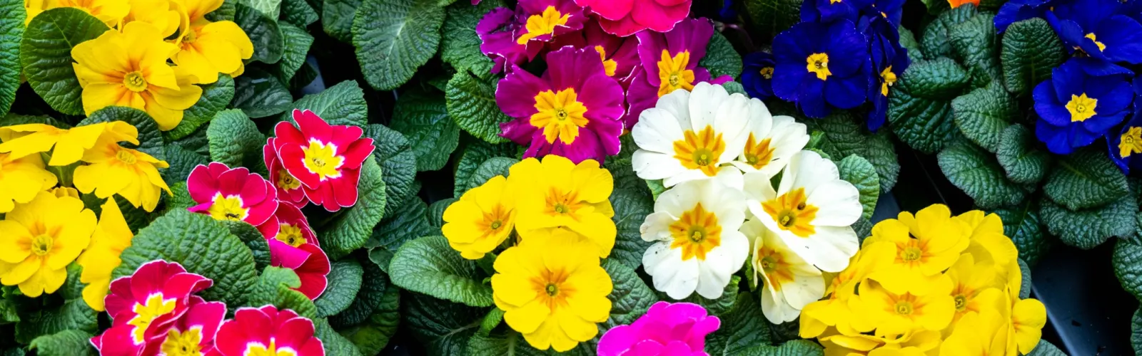 Colorful primrose flowers in pink, red, yellow, white, and blue with green leaves in a garden bed.