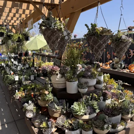 Outdoor market display of various potted succulents and hanging baskets under wooden pergola on sunny day
