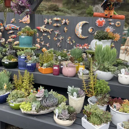 Colorful assortment of succulent plants in various pots displayed on tiered gray wooden shelves outdoors.