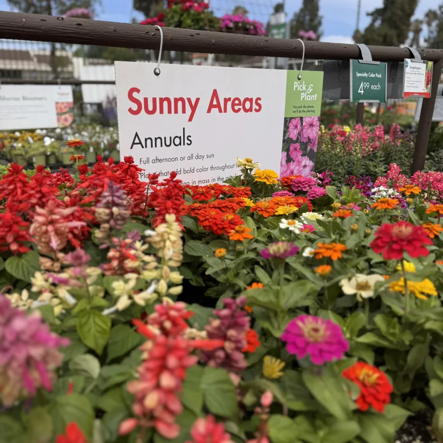 Colorful annual flowers for sunny areas displayed at a garden center with a sign highlighting plant care tips.