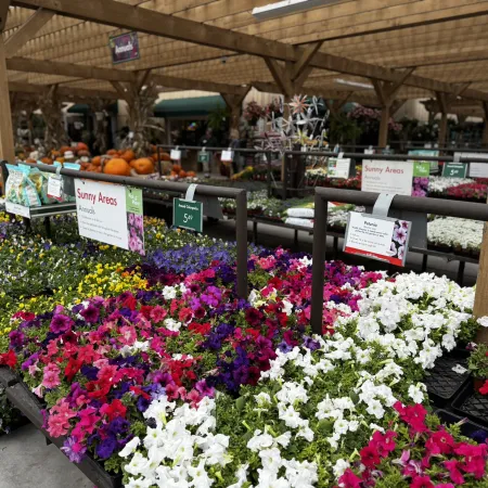 Colorful petunias and annual flowers for sunny areas displayed on racks in a garden center greenhouse.