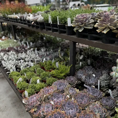 Rows of various succulent plants in small pots displayed on tiered wooden shelves at a nursery.