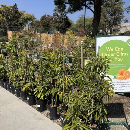 Outdoor nursery showing rows of potted citrus trees with a sign advertising citrus tree orders.