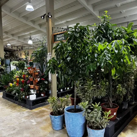 Indoor plant section in a garden center with various potted green and flowering plants under bright lights