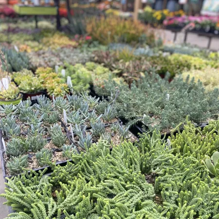 Rows of various green succulents and plants displayed in pots at an outdoor garden center.
