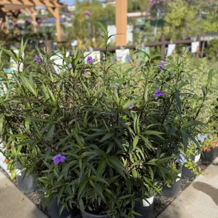 Potted plants with green leaves and small purple flowers arranged outdoors on a sunny day at a garden center.