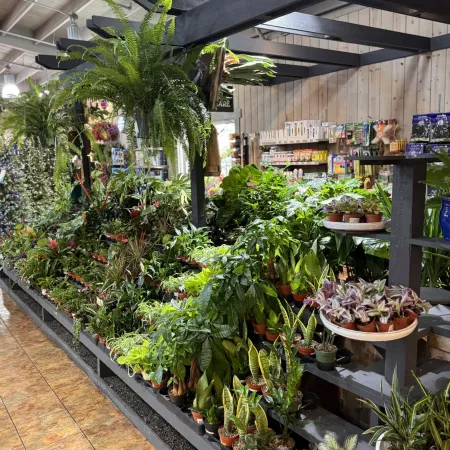 Indoor plant nursery with diverse potted green plants and hanging ferns under wooden beams in natural light.