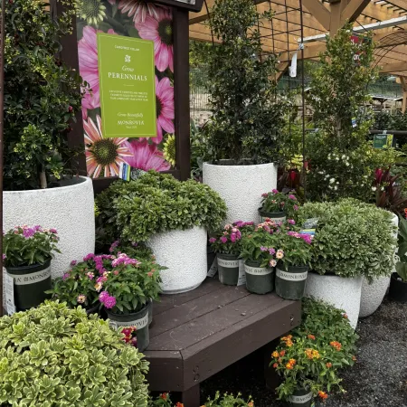 Monrovia perennial plants in white pots displayed on a wooden table under a wooden pergola at a garden center.