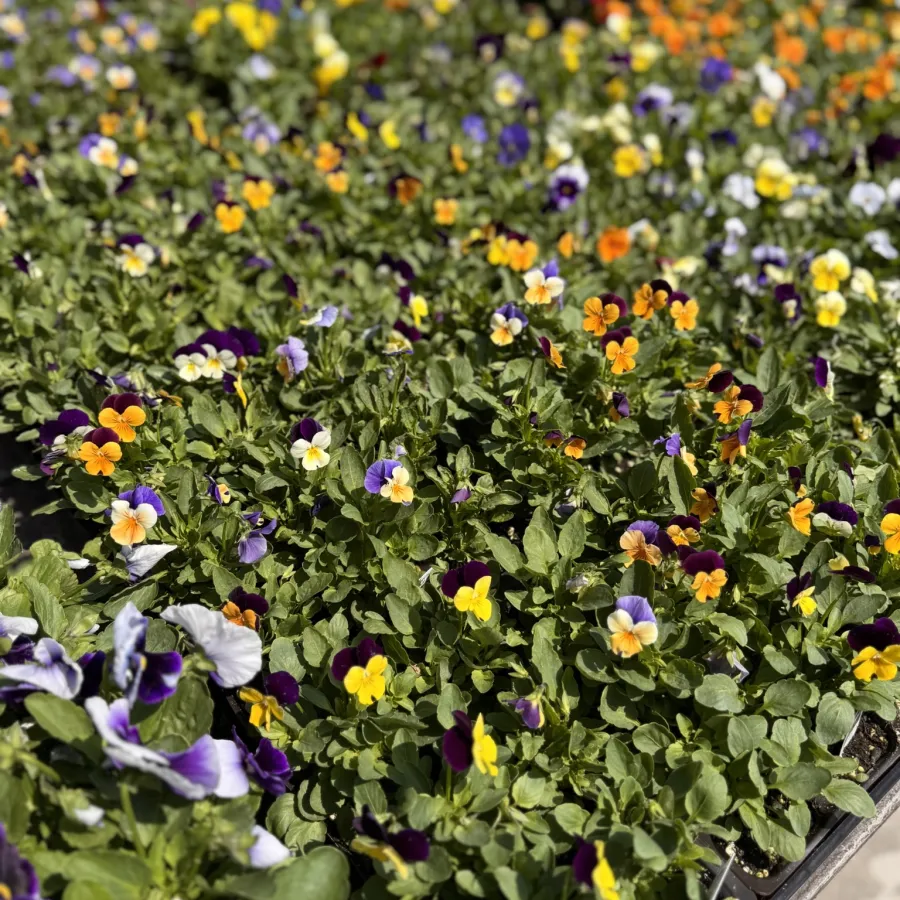 Close-up view of colorful pansy flowers in purple, yellow, and orange growing densely in garden beds.