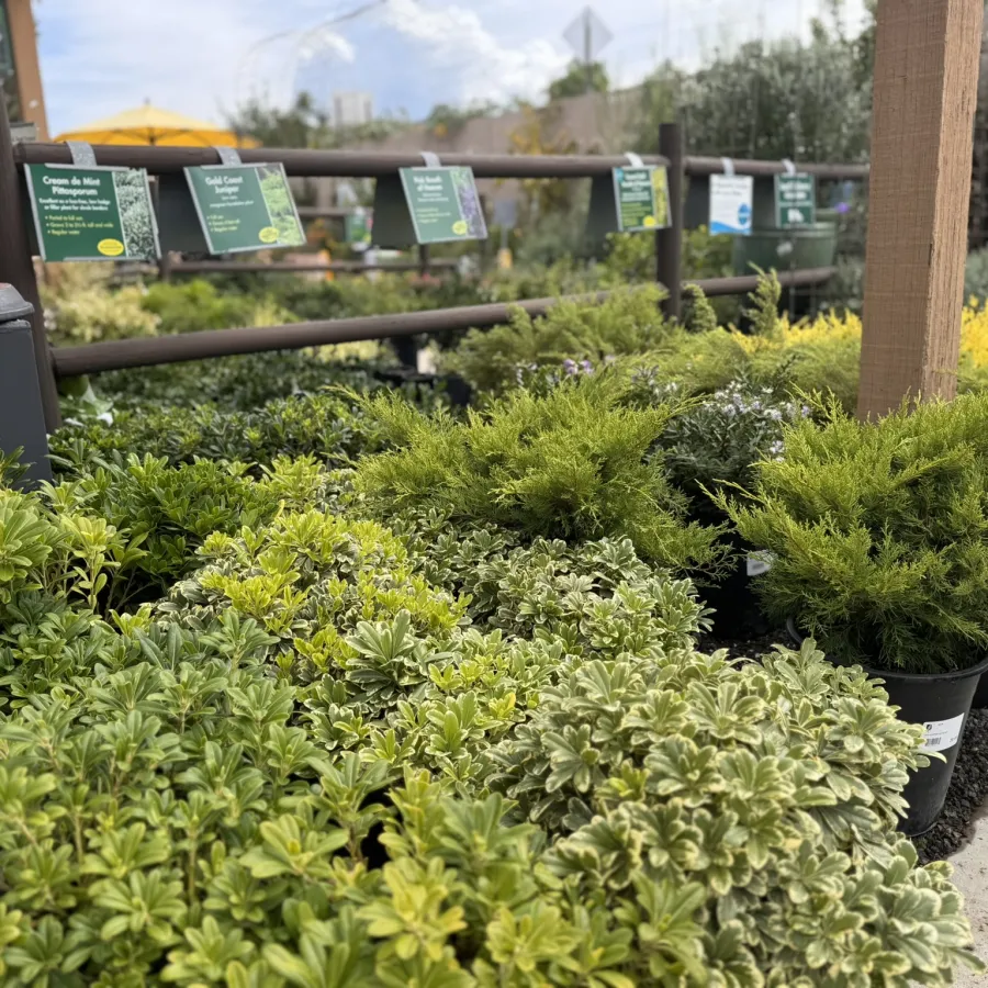 Various low shrub plants in pots displayed outdoors at a garden center under natural daylight.