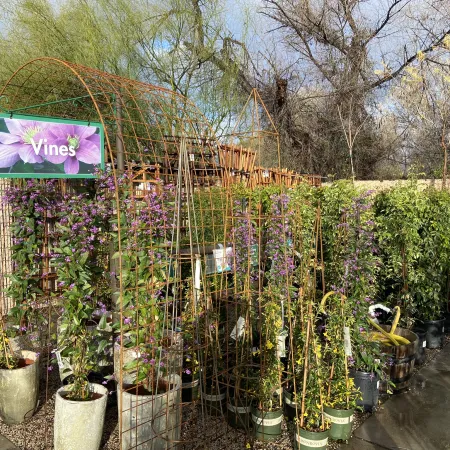 Potted flowering vines displayed outdoors with metal trellises and a sign labeled Vines on a sunny day.
