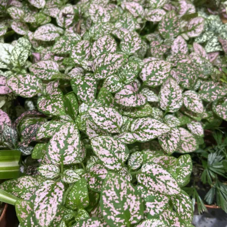 Close-up of green leaves with pink speckled patterns densely packed in a garden setting.