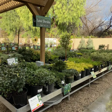 Potted low and medium shrubs arranged on metal racks under a wooden pergola in a garden nursery.