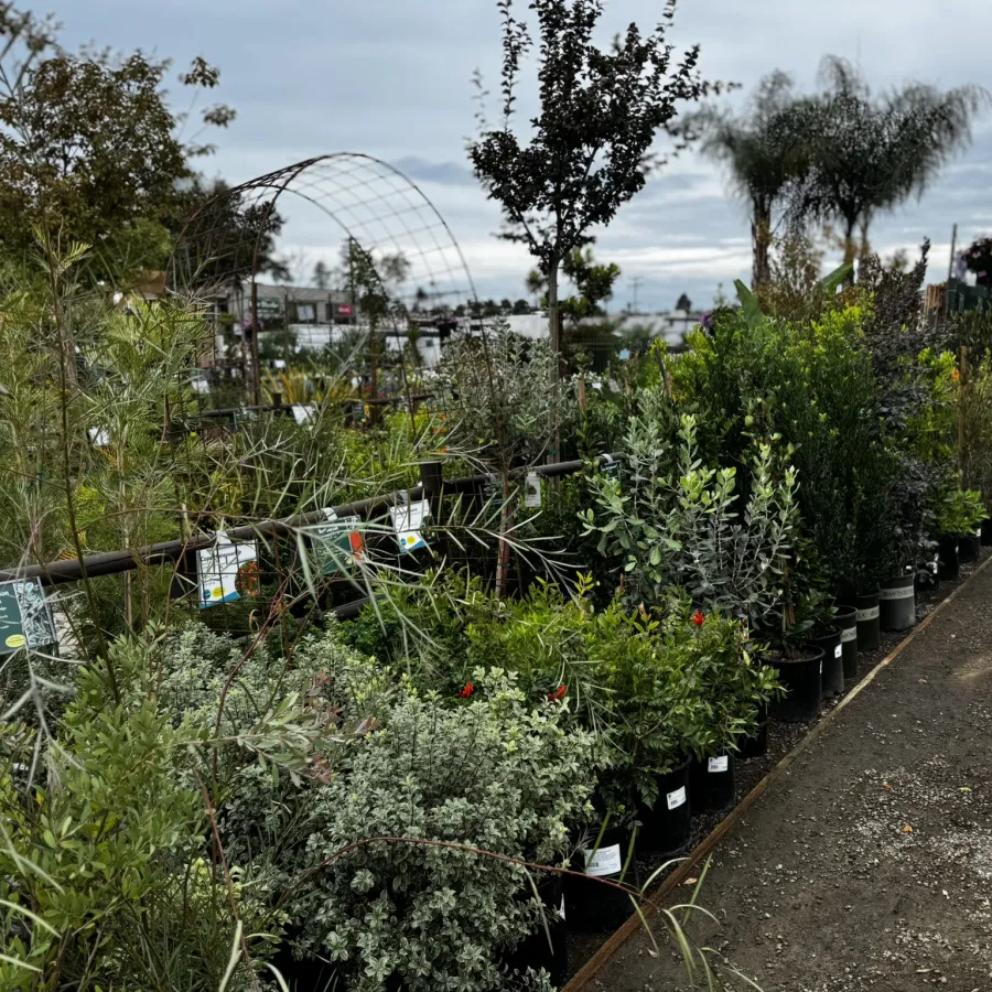 Outdoor garden center showing rows of various potted plants and trees under a cloudy sky.