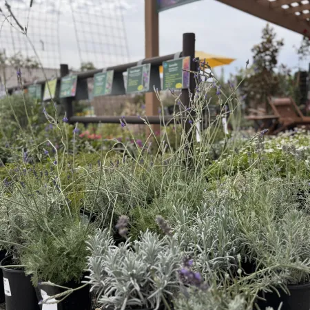 Potted lavender plants under a pergola with Perennials garden center sign and plant labels in background