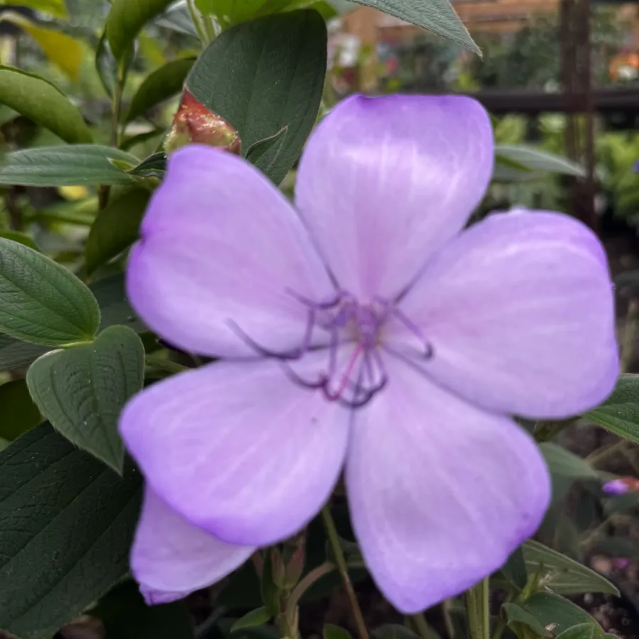 Close-up of a large purple flower with five petals surrounded by green leaves in a garden setting.