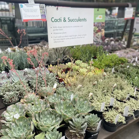 Display of various cacti and succulent plants in pots with informational signs at a garden center.