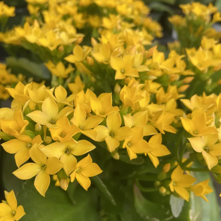 Close-up of vibrant yellow Kalanchoe flowers with green succulent leaves in soft focus background