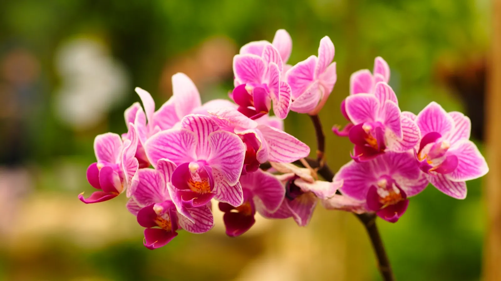 Close-up of vibrant pink orchids with delicate patterns on petals against a blurred green garden background
