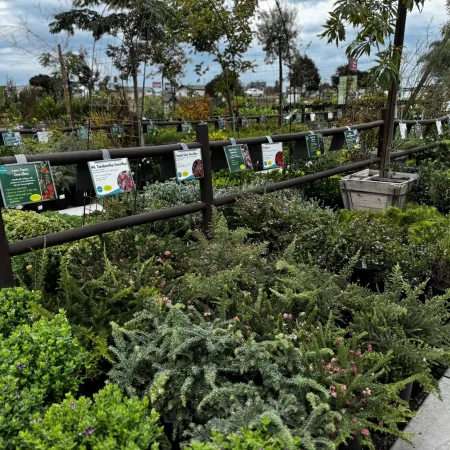 Outdoor garden center with various potted shrubs and plants labeled along a wooden fence under a cloudy sky.