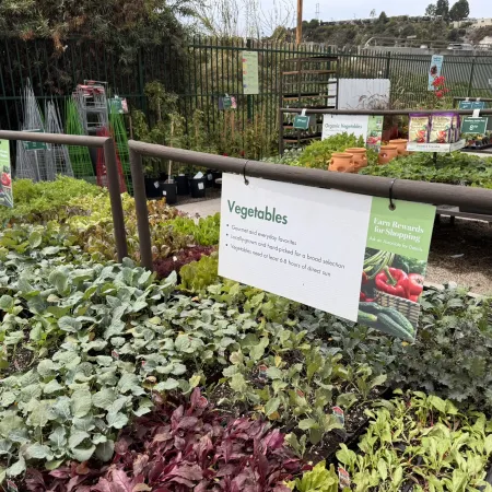 Vegetable seedlings in trays displayed outdoors with informational signs at a nursery garden center.