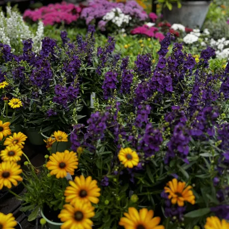 Colorful potted flowers with purple and yellow blooms displayed at a garden center with price tags.