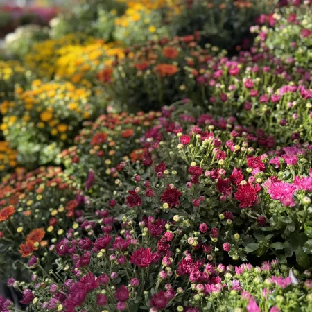 Vibrant purple, orange, and yellow chrysanthemums in full bloom in a sunlit garden setting.
