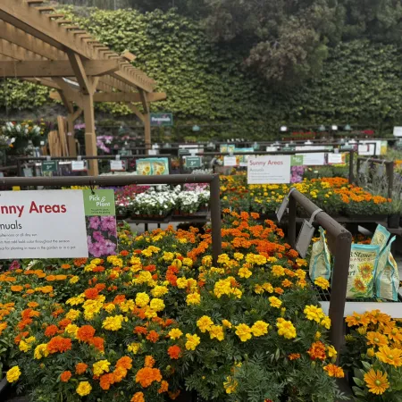 Garden center section with vibrant orange and yellow annual flowers labeled Sunny Areas for full sun planting.