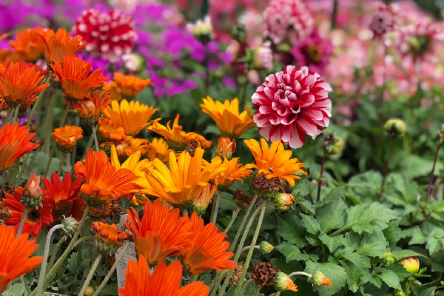 Blooming california flowers