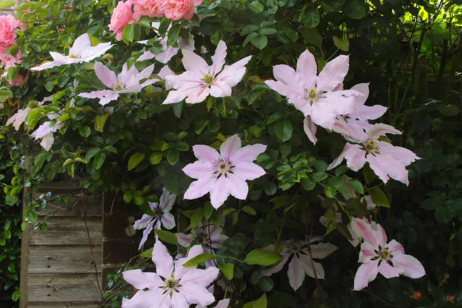 a tree with pink flowers