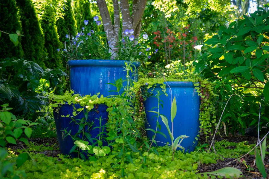 a couple of blue vases sit in a garden