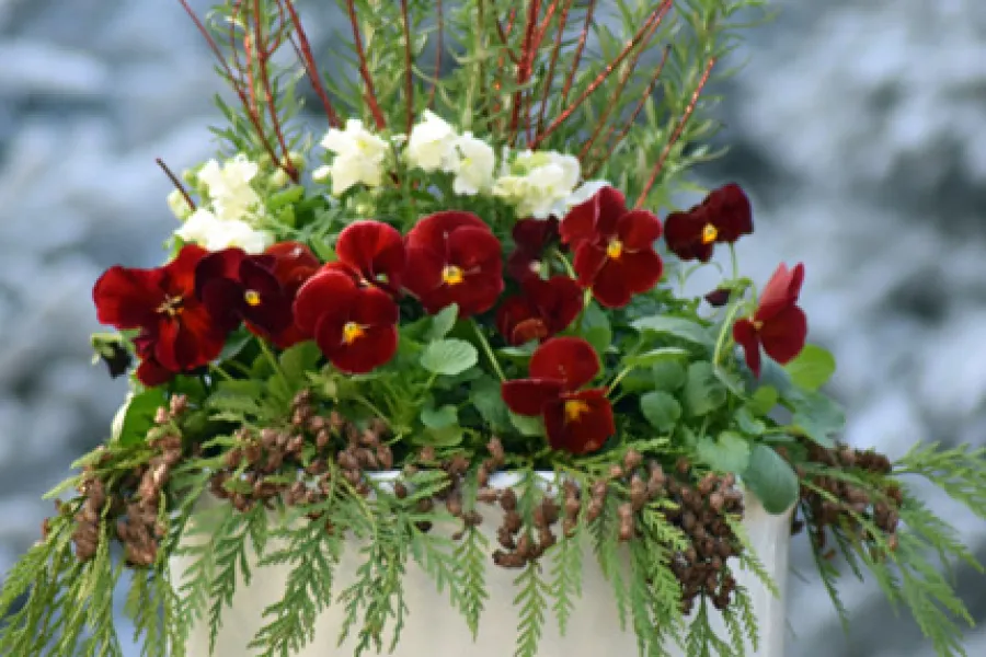 White pot planted with upright rosemary, white snapdragons, red pansies and accented with greens