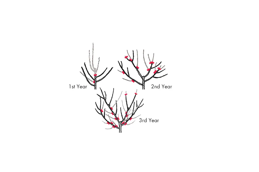 steps to prune a fruit tree