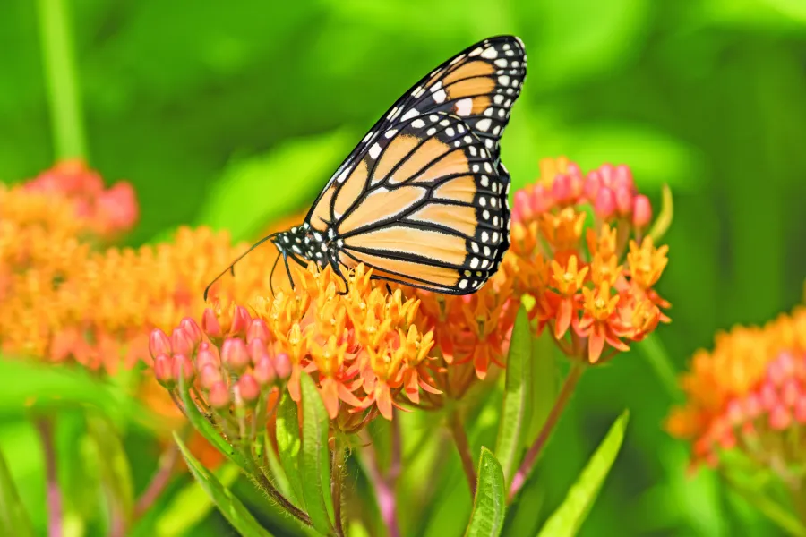 monarch butterfly on orange tropical milkweed