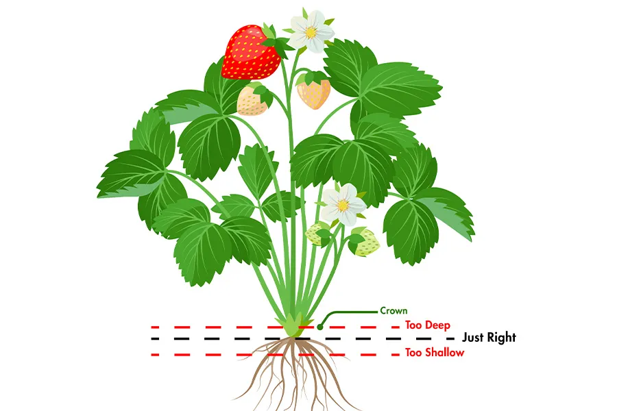 diagram of strawberry plant