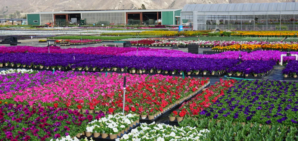 armstrong growers santa paula