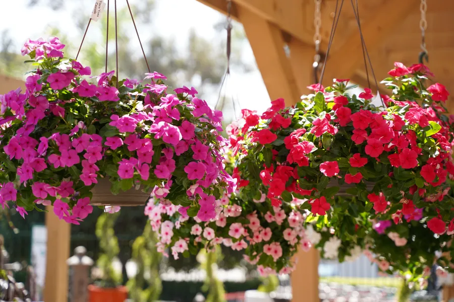 hanging baskets