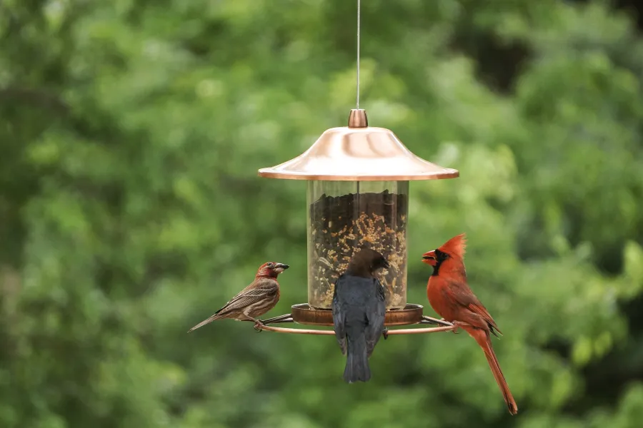 a group of birds on a bird feeder