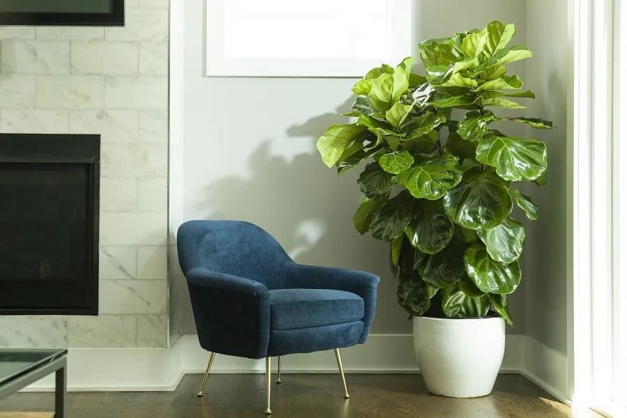 Living room with fiddle leaf fig