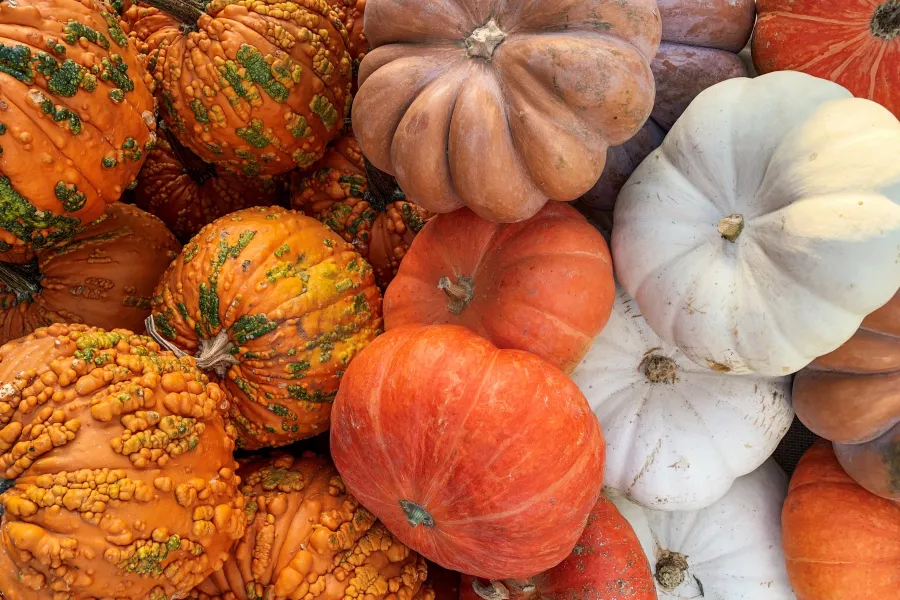 a bunch of flowers in a field