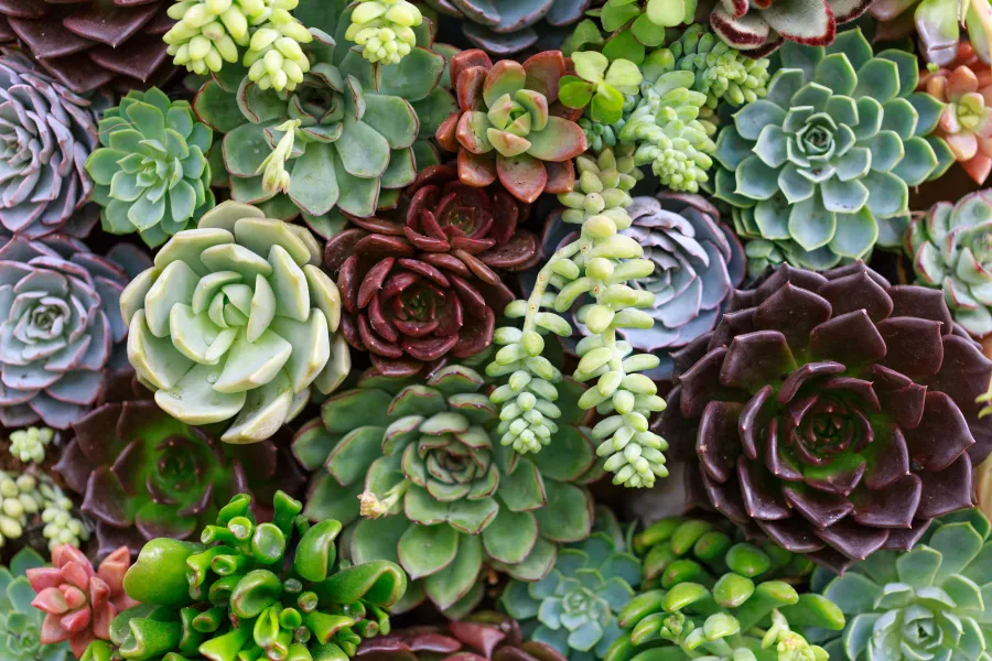 mix of succulents