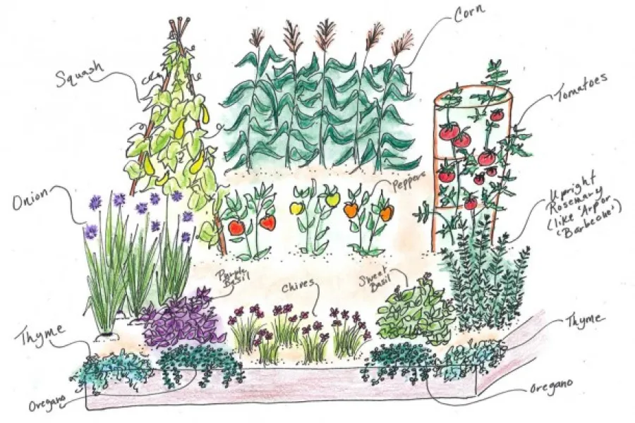 Vegetable garden with corn, tomatoes, peppers, squash and herbs