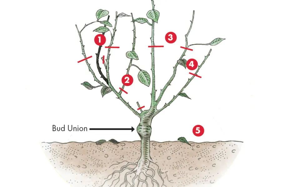 steps to prune a rose bush