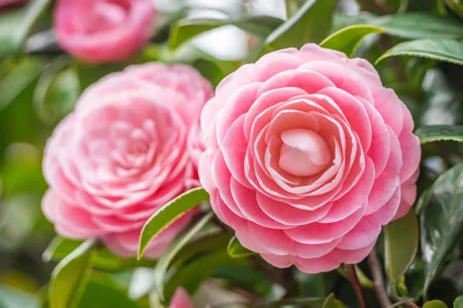 Closeup of pastel pink Camellia Japonica flowers