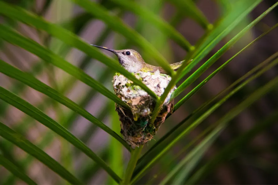a small bird sitting on a branch