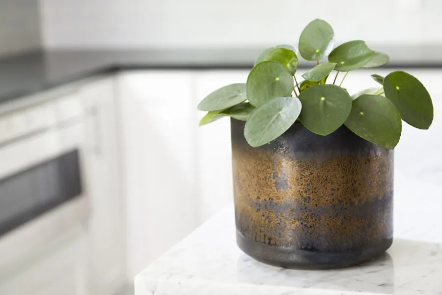 Pilea in a glazed pot in a white kitchen